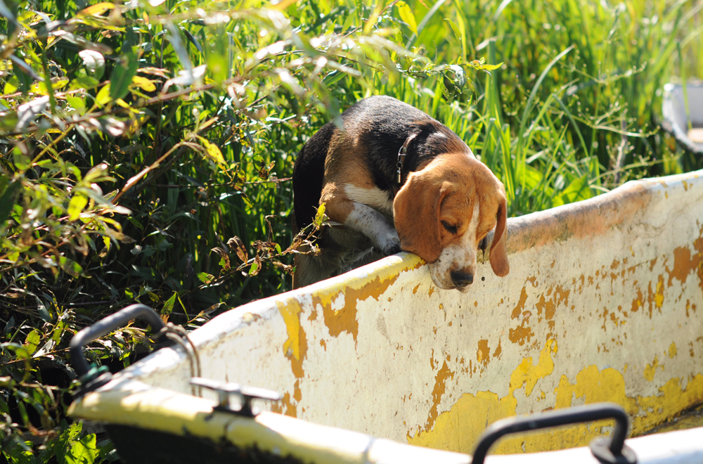 Heel eigenwijs maar een echte familiehond: de beagle